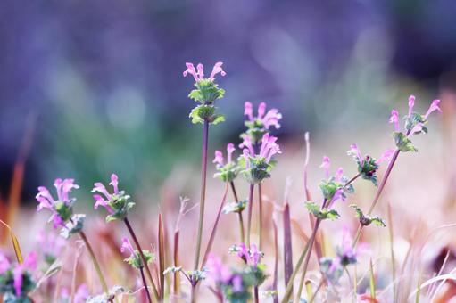 春の野原に咲くホトケノザのピンクの花 花,ホトケノザ,植物の写真素材