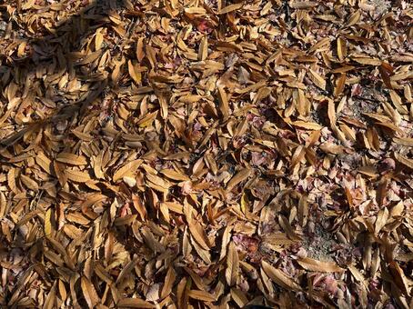 落ち葉のカーペット 落ち葉,昼,カーペットの写真素材