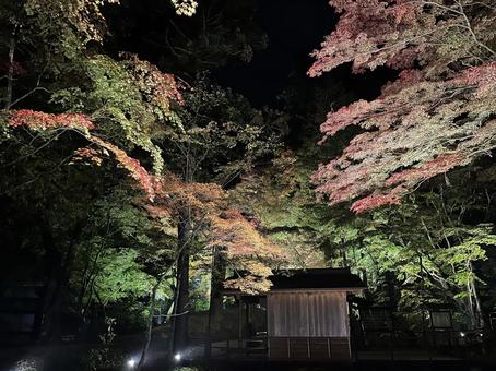 秋の夜の中尊寺にて① 中尊寺,秋,紅葉の写真素材