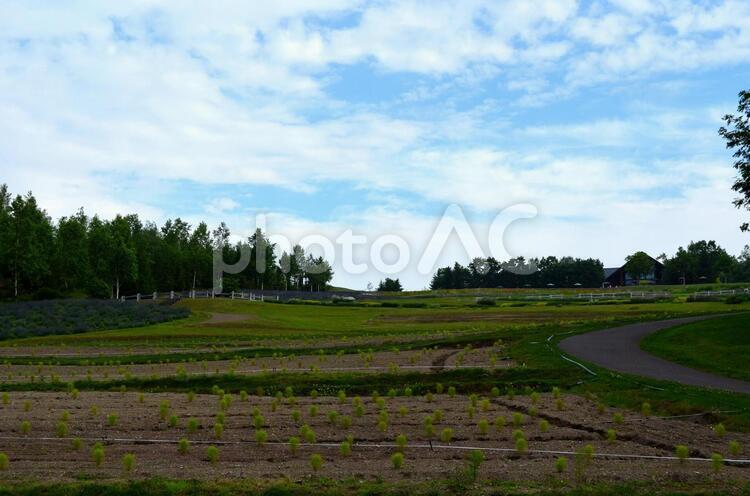 自然の中の道２ 自然,道,畑の写真素材