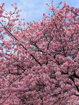 河津桜 桜,春,河津桜の写真素材