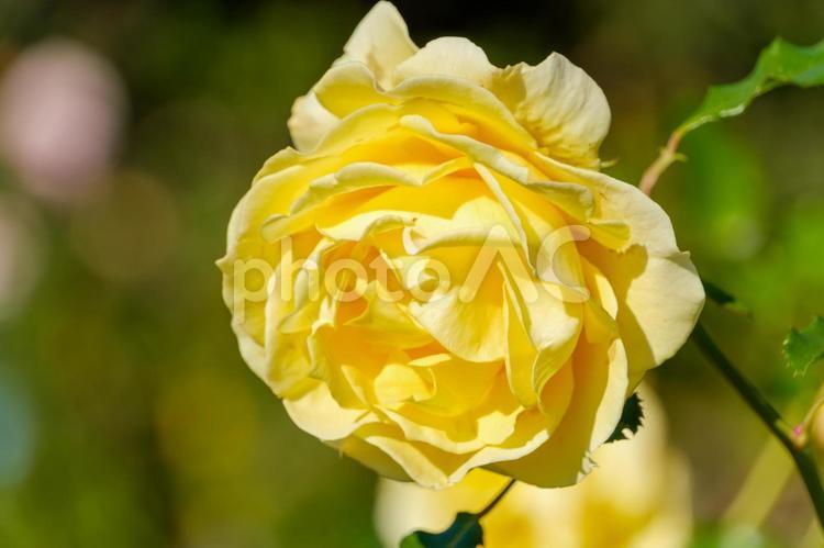 鮮やかな黄色の薔薇の花 薔薇,花,花びらの写真素材