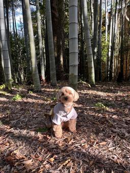 マルプー　けんけん 犬,かわいい,マルプーの写真素材