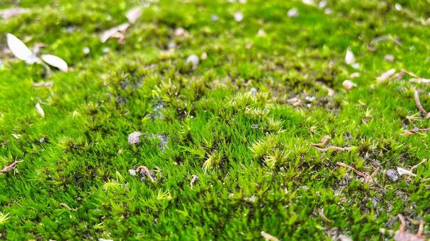 苔1 苔,コケ,緑の写真素材