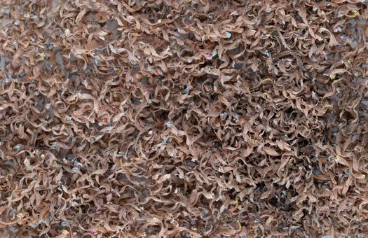 鉛筆削りから出た木屑のクローズアップ 鉛筆削り,木屑,削りかすの写真素材