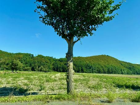 聳え立つ木 木,樹木,緑の写真素材