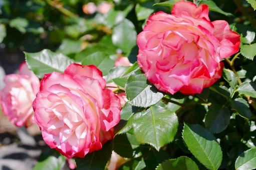 薔薇 ジュビレデュプランスドゥモナコ 薔薇 ジュビレデュプランスドゥモナコ 薔薇,ジュビレデュプランスドゥモナコ,ピンクの写真素材
