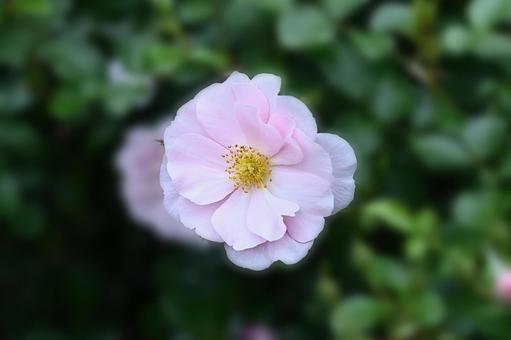 玫瑰, JPG 玫瑰, 玫瑰, 花園, 公園, JPG