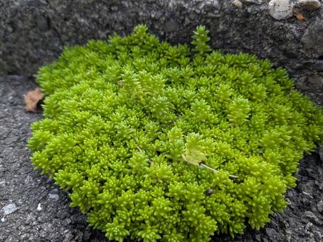 セダム属? セダム属? セダム属,マンネングサ,コケの写真素材