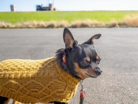 散歩する犬・チワワ・ミニピン 散歩する犬・チワワ・ミニピン 犬,わんこ,ペットの写真素材