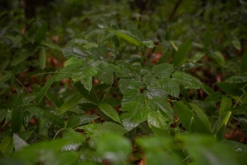 緑の植物 緑の植物の写真
