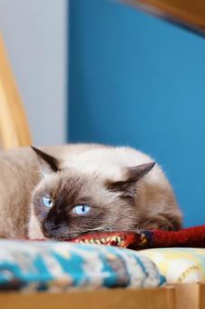 カフェ風の椅子に座るシャムミックス ねこ,シャムミックス,シャムの写真素材