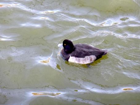 池の水面をスイスイ泳ぐキンクロハジロ 池の水面をスイスイ泳ぐキンクロハジロ キンクロハジロ,鳥,野鳥の写真素材