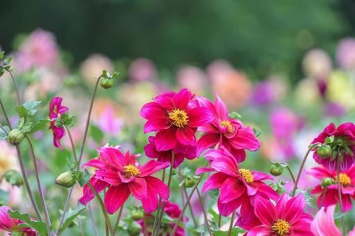 満開に咲く鮮やかなダリアの花畑 満開に咲く鮮やかなダリアの花畑の写真