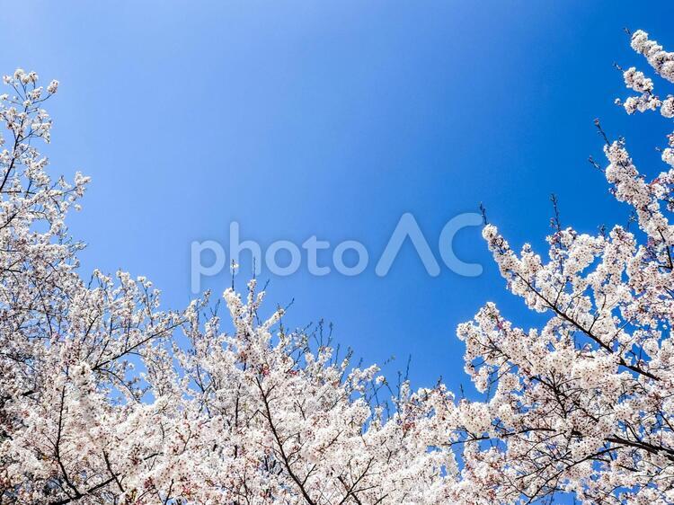 空をかこむ桜　 さくら,満開,花びらの写真素材