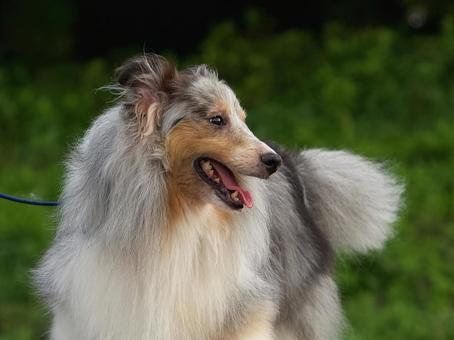 シェットランドシープドッグ(シェルティ) シェットランドシープドッグ(シェルティ) 犬,シェルティ,シェットランドシープドッグの写真素材
