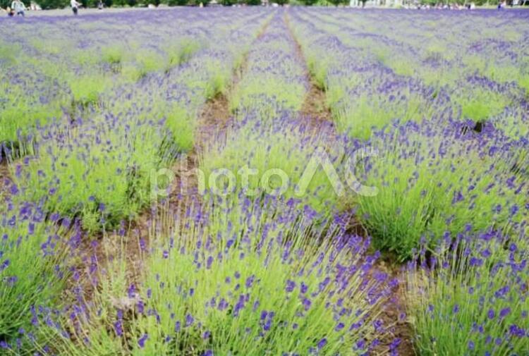一面のラベンダー ラベンダー,ラベンダー（カラー）,花の写真素材