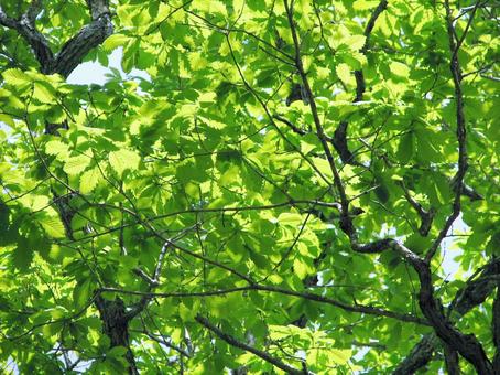 ミズナラの新緑の若葉 新緑,葉っぱ,ミズナラの写真素材