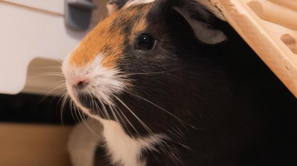 かたまるモルモット モルモット,小動物,ペットの写真素材