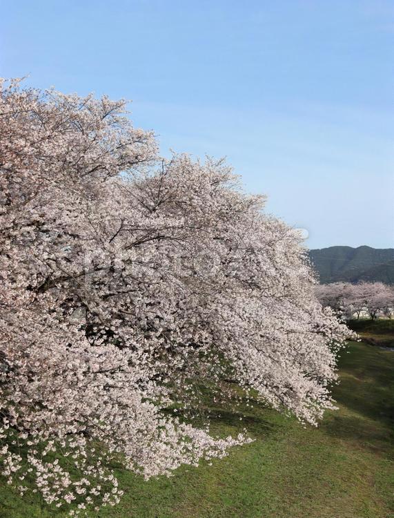 河川敷と桜並木 桜,サクラの花,桜並木の写真素材