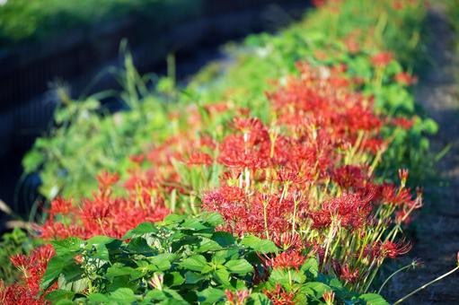 秋の畦道に咲く鮮やかな彼岸花 秋の畦道に咲く鮮やかな彼岸花 彼岸花,曼珠沙華,花の写真素材