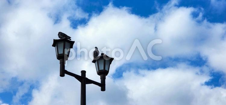 街灯と鳩と青空と雲 街灯,鳩,鳥の写真素材