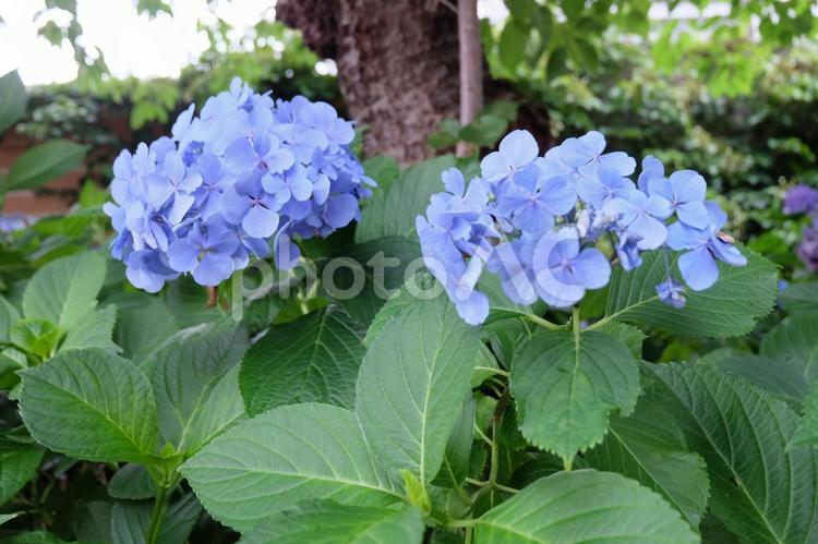 北海道　函館　紫陽花の花 アジア,東アジア,日本の写真素材