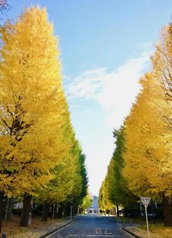 イチョウ並木 秋,イチョウ,銀杏並木の写真素材