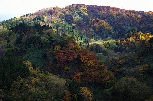 25年　山古志紅葉の写真