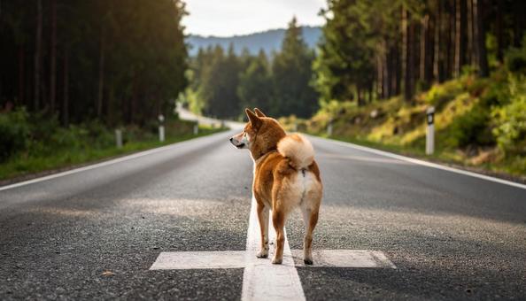 決断を前に立つ犬 決断を前に立つ犬の写真