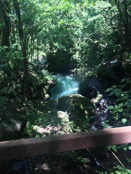 森の中の川 木漏れ日,木々,自然の写真素材