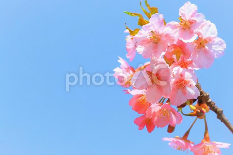 快晴の青空と満開の美しい河津桜 植物,花,桜の写真素材