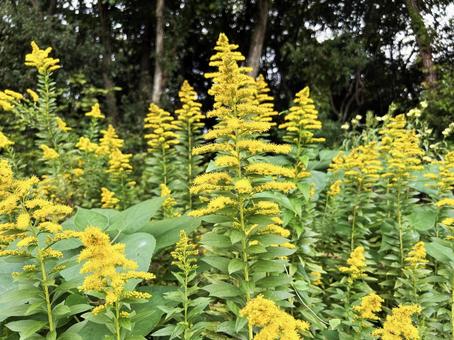 満開なセイタカアワダチソウ セイタカアワダチソウ,満開,秋の写真素材
