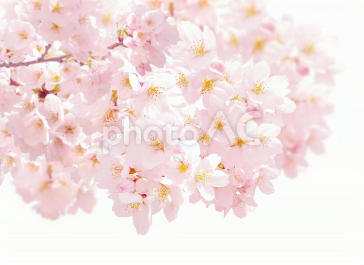 psd 桜の花　ボリュームが調整できます psd,桜,春の写真素材