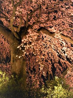 夜の枝垂れ桜 夜の枝垂れ桜の写真