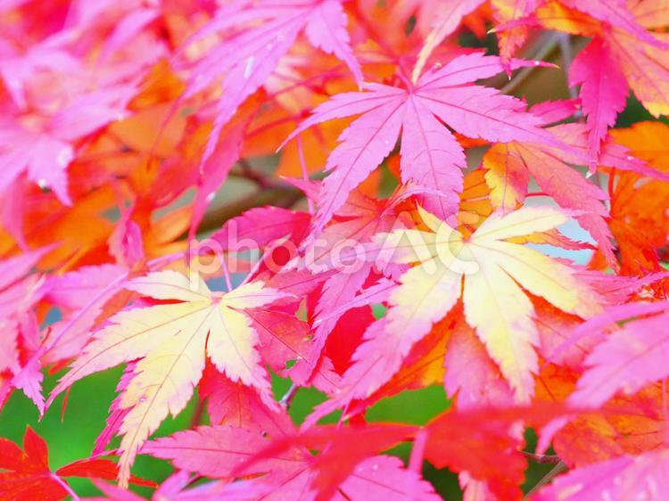 風景　紅葉（もみじ/クローズアップ/周辺ぼかし） 風景,紅葉,もみじの写真素材