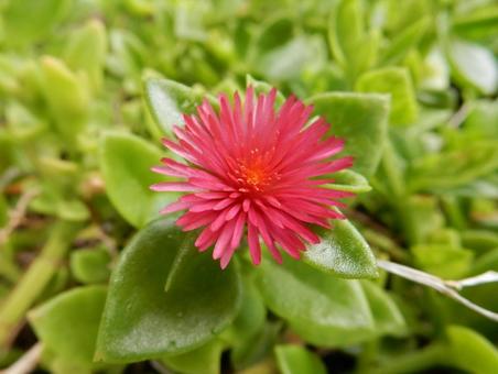 【花の写真】ハナツルソウ(花蔓草) 【花の写真】ハナツルソウ(花蔓草)の写真