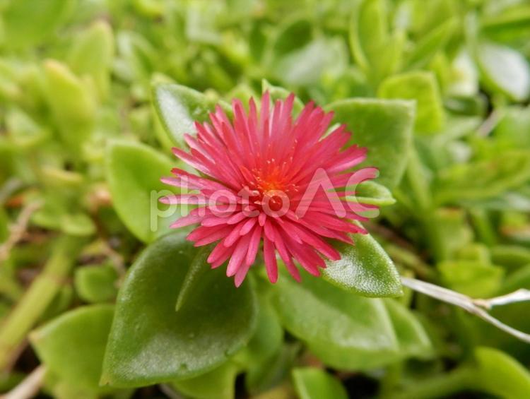 【花の写真】ハナツルソウ（花蔓草) ハナツルソウ,花蔓草,ベビーサンローズの写真素材