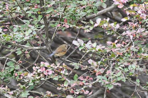 ルリビタキ ルリビタキの写真