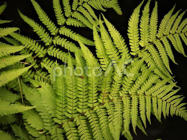 シダ植物　０５ シダ植物,シダ,シダ類の写真素材
