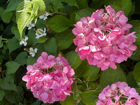 紫陽花 紫陽花の写真