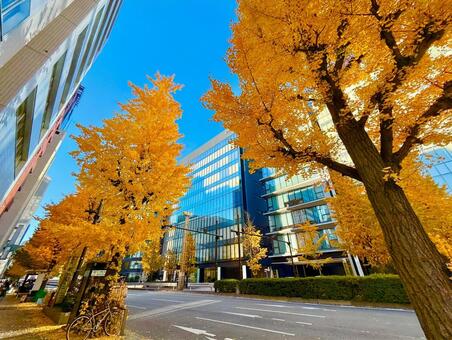 美しいイチョウ並木と都心のビジネス街 青空,空,ブルースカイの写真素材