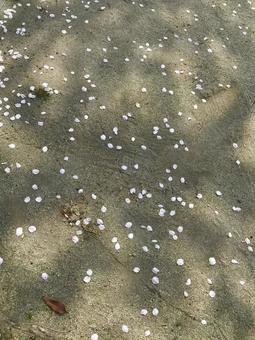 散った桜の花びら 桜,花びら,お花見の写真素材