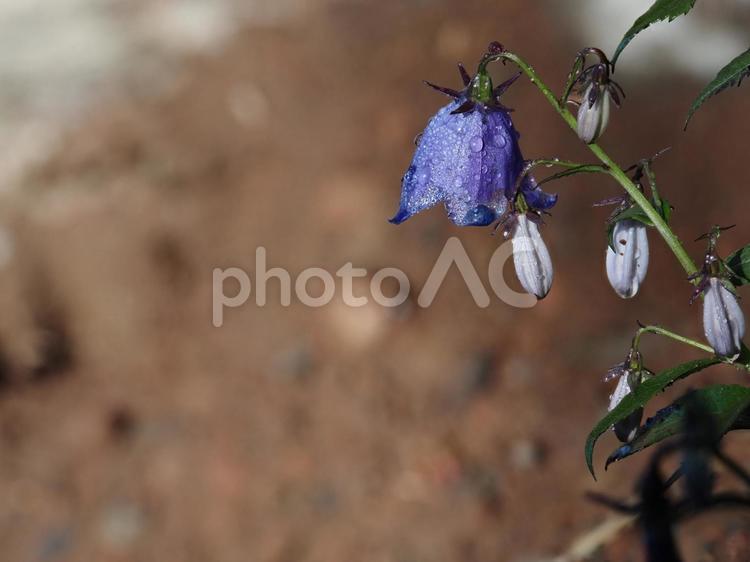 山野草・ヒメシャジン（花の百名山黒斑山） ヒメシャジン,花,草の写真素材