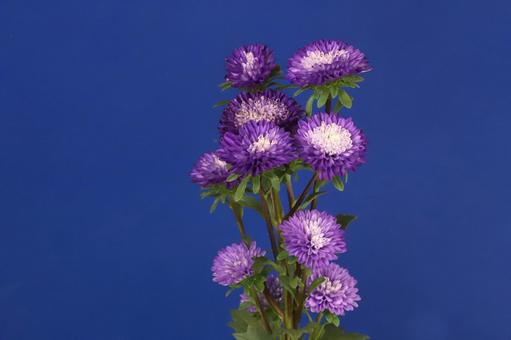 アスター菊 アスター菊の写真