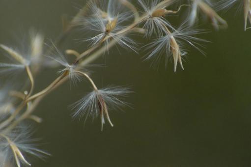 Photo, 솜털, 화이트, 털이, 