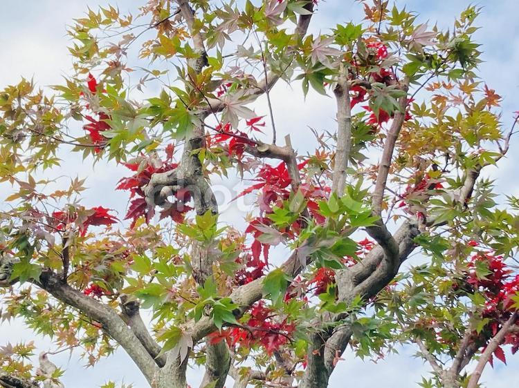 夏の終わりは秋の始まりである 空,自然,紅葉の写真素材