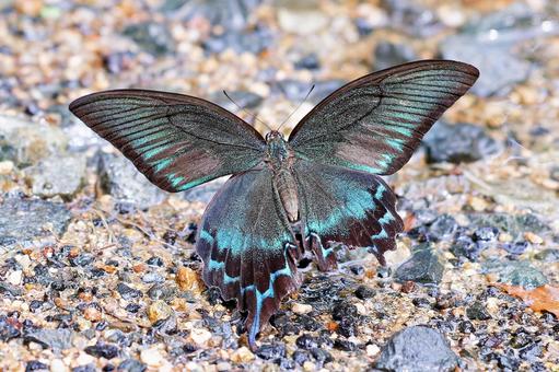 カラスアゲハの雄 カラスアゲハ,烏揚羽,オスの写真素材