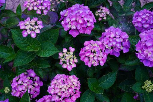Hydrangea, JPG