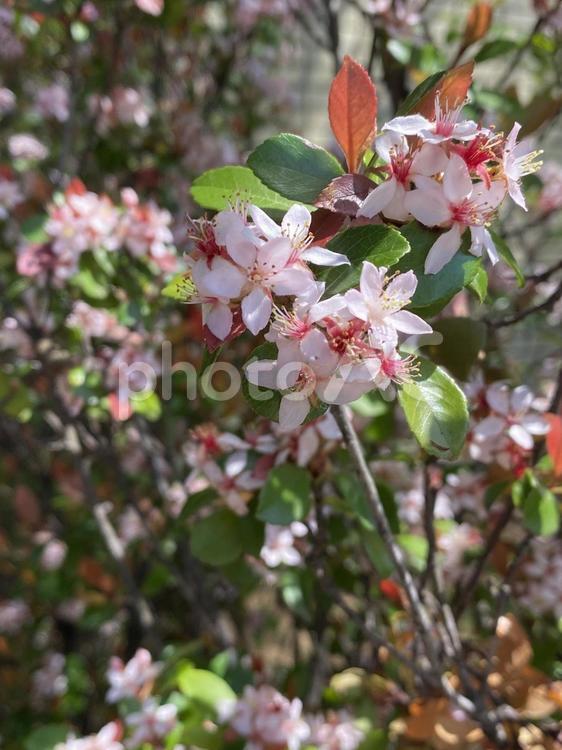生け垣のヒメシャリンバイの花 ヒメシャリンバイ,シャリンバイ,姫車輪梅の写真素材